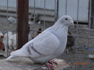 DSC01499