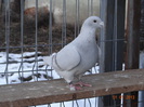 DSC01514