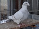 DSC01530