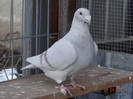DSC01529