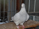 DSC01534