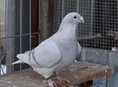 DSC01533