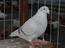 DSC01548