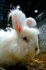 angora weiss
