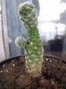 cactusi 005