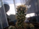 cactusi 010