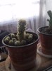 cactusi 014