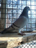 Copy of IMG740