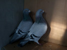 IMG791