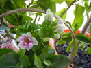 Pink & White Kalanchoe (2011, Oct.27)