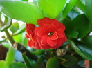 Red Kalanchoe (2009, June 15)