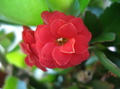 Red Kalanchoe (2009, June 24)