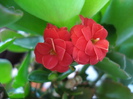 Red Kalanchoe (2009, June 24)