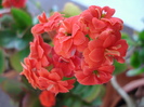 Red Kalanchoe (2010, February 13)