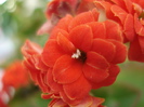 Red Kalanchoe (2010, February 13)