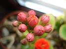 Red Kalanchoe (2010, April 23)