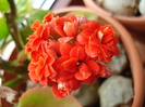 Red Kalanchoe (2010, April 23)