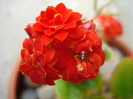 Red Kalanchoe (2010, April 25)