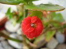 Red Kalanchoe (2010, April 25)