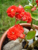 Red Kalanchoe (2010, April 25)