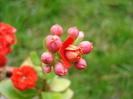 Red Kalanchoe (2010, April 25)