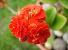Red Kalanchoe (2010, April 25)