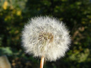 DSCF2086