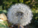 DSCF2088