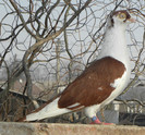 73r.m(m.2012)-vandut