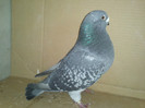 IMG988