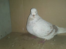 IMG1090 VANDUT