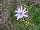 DSCF2296