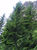 DSCF2327