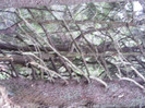 DSCF2412
