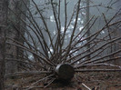 DSCF2446
