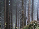 DSCF2447