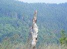 DSCF2469