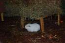 CAVIA