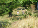 DSCF4099