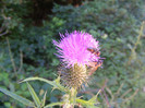 DSCF0875