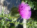 DSCF0881