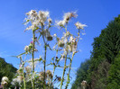 DSCF0883