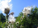 DSCF0884
