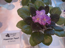 expozitie 041