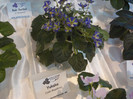 expozitie 047