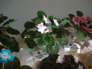 expozitie 061