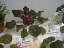 expozitie 079