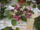 expozitie 081