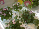 expozitie 085