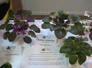 expozitie 088